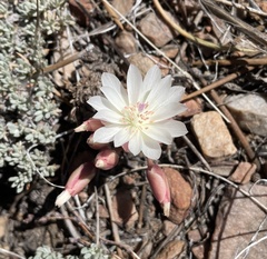Lewisia rediviva
