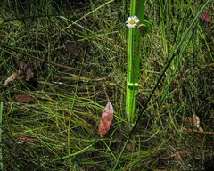 Allittia cardiocarpa