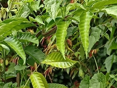 Dendrelaphis kopsteini