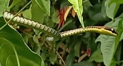 Dendrelaphis kopsteini