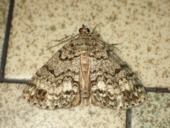 Pseudocoremia indistincta