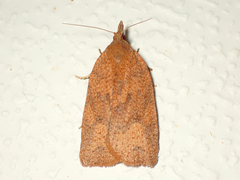 Planotortrix