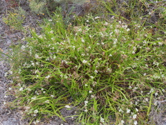 Platysace compressa