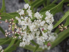 Platysace compressa