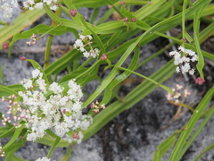 Platysace compressa