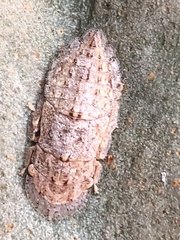 Ledromorpha planirostris
