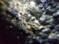 Hexanauplia