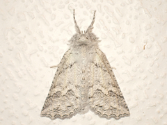 Declana niveata