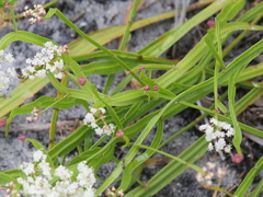 Platysace compressa