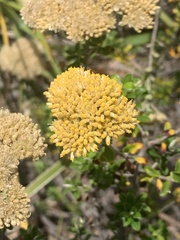 Ozothamnus obcordatus