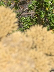 Ozothamnus obcordatus