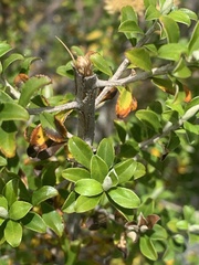 Ozothamnus obcordatus