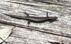 Lampropholis