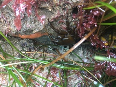 Taliepus nuttallii