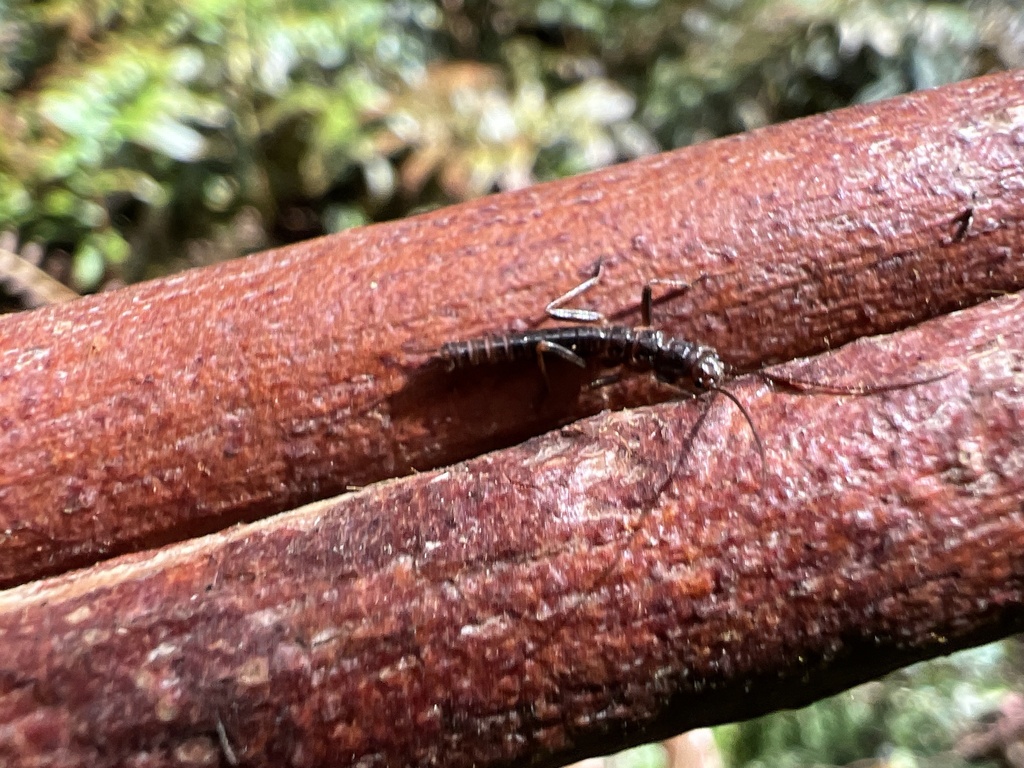Leptoperlinae