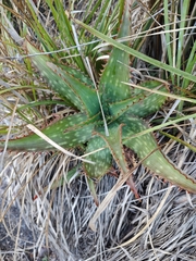 Aloe maculata