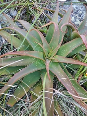 Aloe maculata