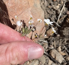 Leptosiphon breviculus