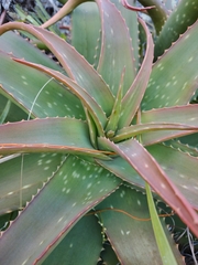 Aloe maculata