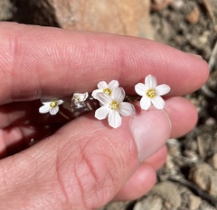 Leptosiphon breviculus