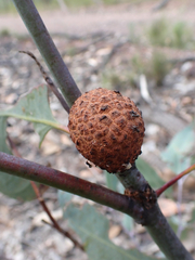 Apiomorpha strombylosa