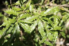 Pittosporum illicioides