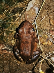Leptodactylus savagei