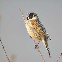 Emberiza schoeniclus