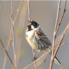 Emberiza schoeniclus