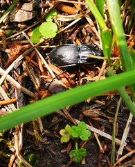 Abax parallelepipedus