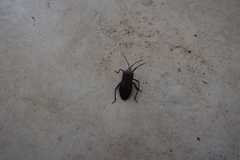 Anoplocnemis