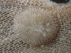 Corambe pacifica
