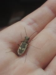 Neocicindela latecincta