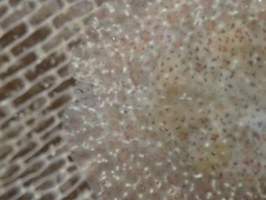 Corambe pacifica