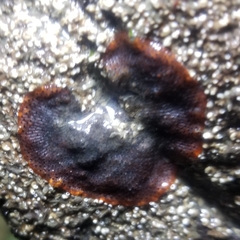 Watersipora subtorquata