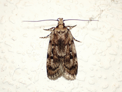 Barea exarcha