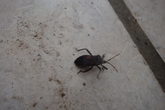 Anoplocnemis