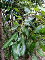 Canarium australianum