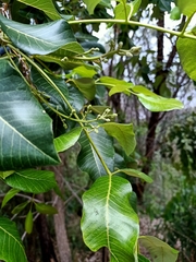 Canarium australianum