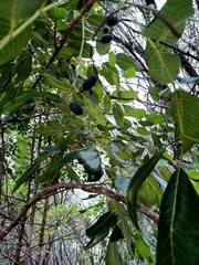 Canarium australianum