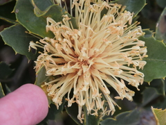 Banksia ilicifolia