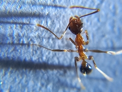 Pheidole nodus