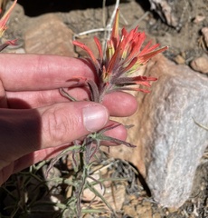 Castilleja montigena
