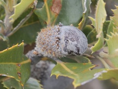 Banksia ilicifolia