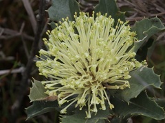 Banksia ilicifolia