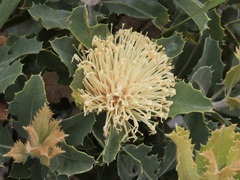 Banksia ilicifolia