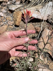Castilleja montigena