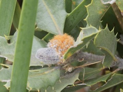 Banksia ilicifolia