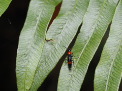 Paederus cruenticollis