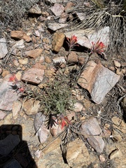 Castilleja montigena